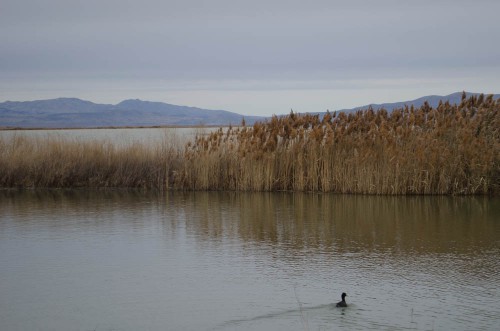 Duck at Bear River Migratory Bird Refuge in Brigham City
