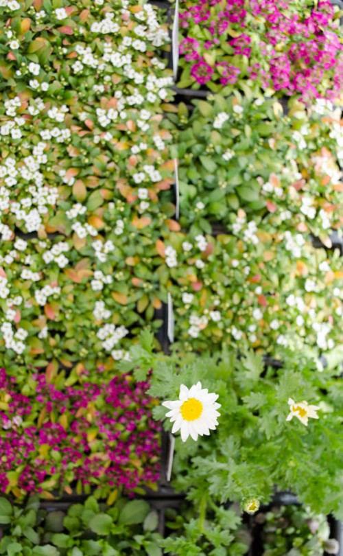 Dahlberg daisies and alyssum