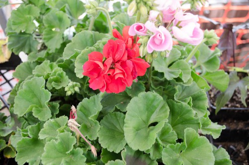 Pretty red and pink geraniums