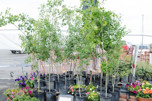 Quaking Aspen trees and hanging baskets