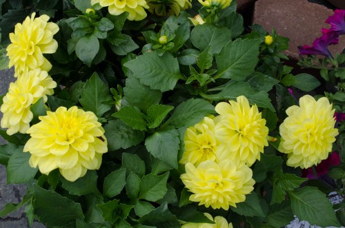 Yellow Potted Dahlinova Hypnotica flowers