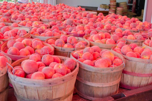 Peaches at Pettingill's fruit stand