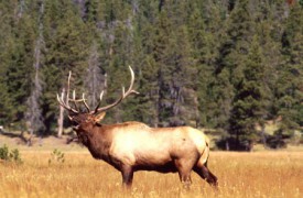 Bugling Elk