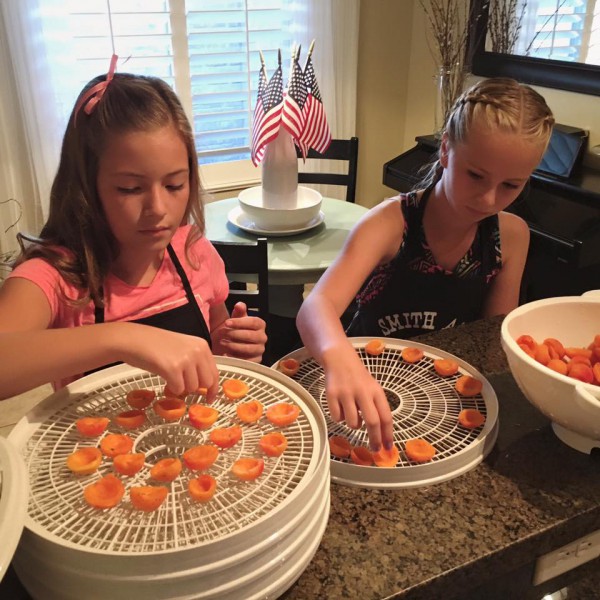 Dehydrating apricots: placing the halves on the dehydrator screen