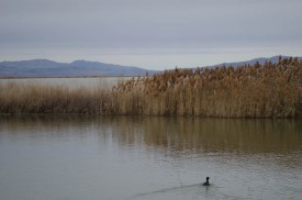 Duck at Bear River Migratory Bird Refuge in Brigham City