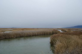 Bear River Migratory Bird Refuge in Brigham City