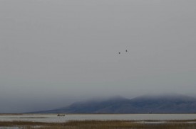 Duck hunting at Bear River Bird Refuge in Brigham City