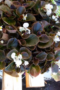 Bronze Leaf White Wax Begonias