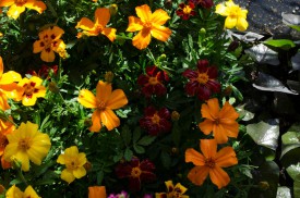 Flowering marigolds