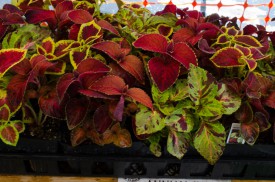 Striking leaves also on these Wizard Mix Coleus