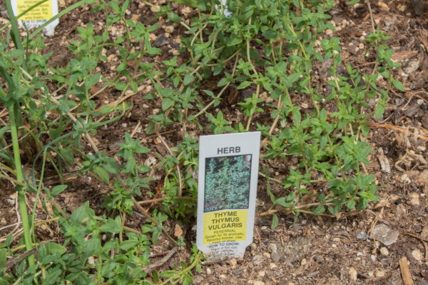 Thyme growing