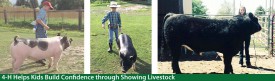 Help your kids gain confidence - sign them up for 4-H Livestock showing!