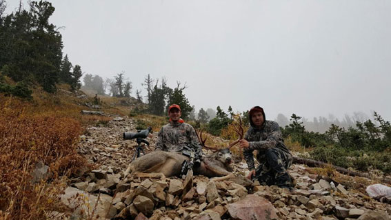 Wyoming mule deer