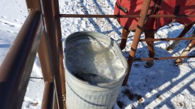 Frozen horse trough