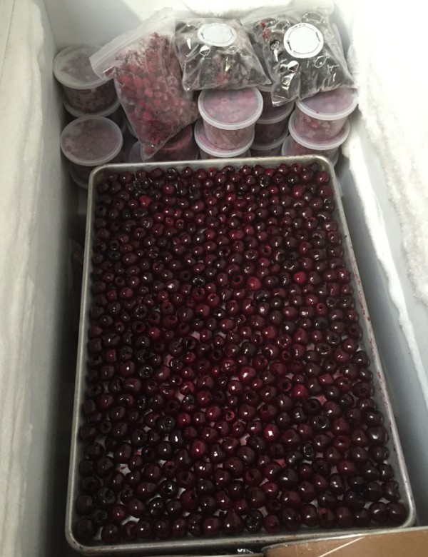 Freezing cherries in a chest freezer