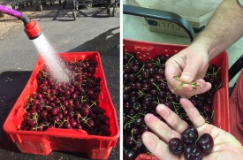 Washing cherries and removing the stems