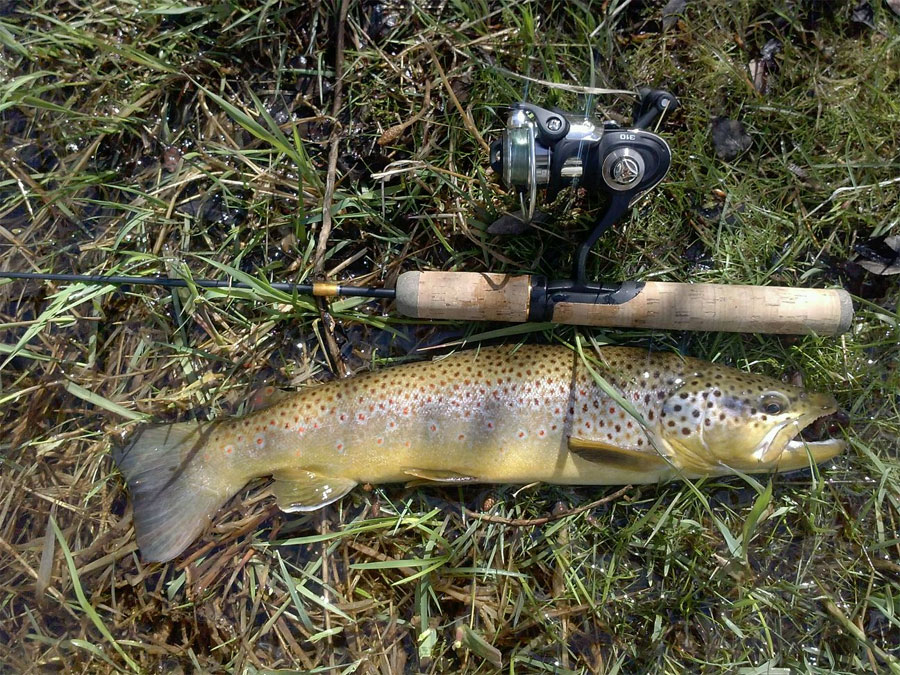Kevin's Brown Trout