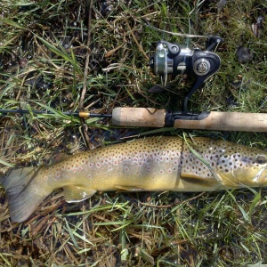 Kevin's Brown Trout